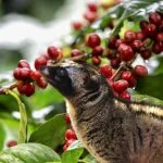 0c26d0b35861dd1b58261f1ac5723d64 scaled 1500x1000 1 فروشگاه رستری قهوه سان