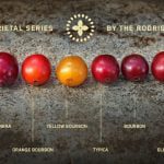 Anatomy of a Coffee Bean 1 فروشگاه رستری قهوه سان