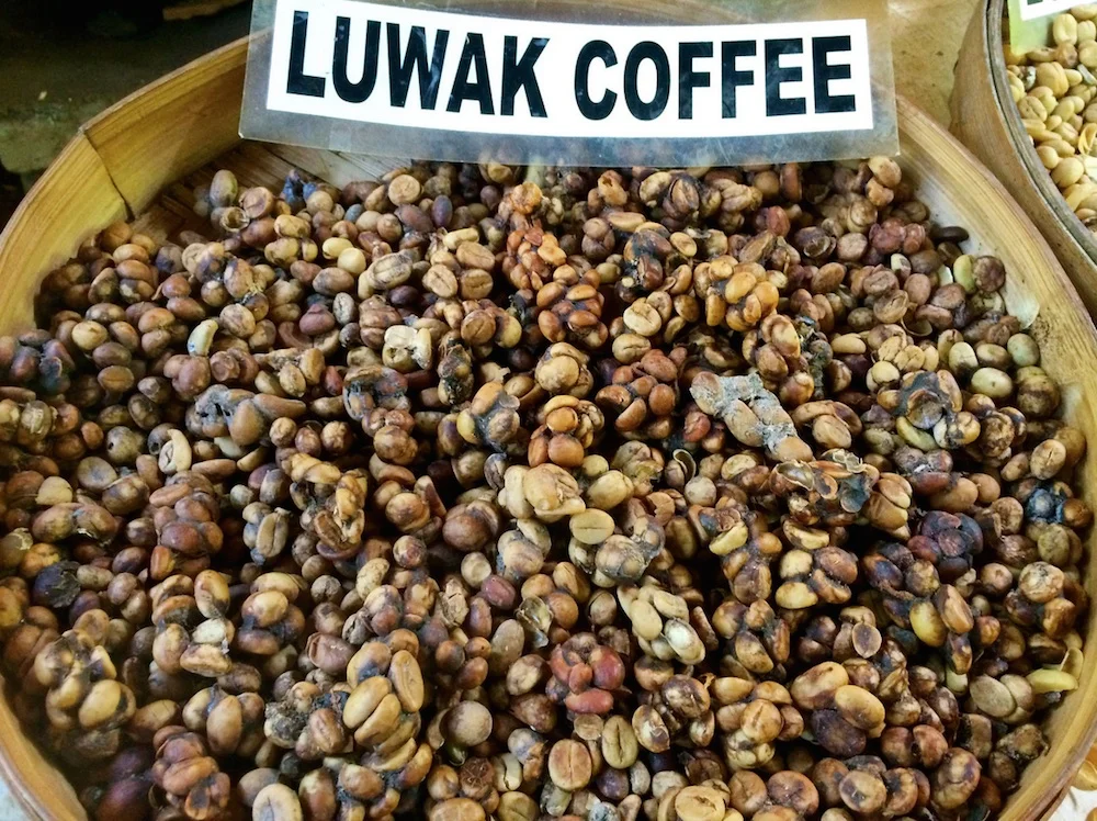 فروشگاه رستری قهوه سان kopi luwak coffee فروشگاه رستری قهوه سان