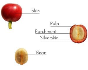 pianta del caffè فروشگاه رستری قهوه سان